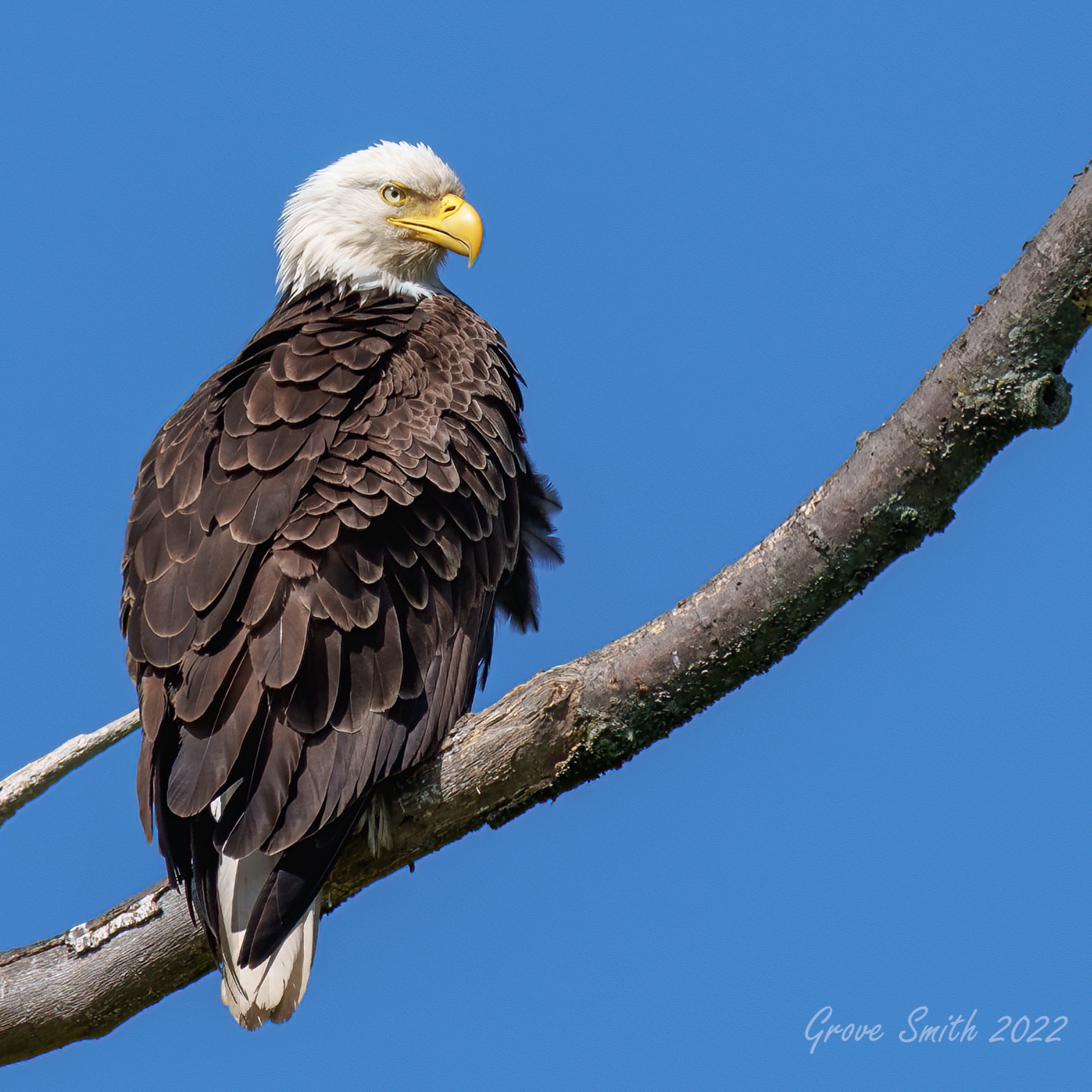 Bald Eagle_18th